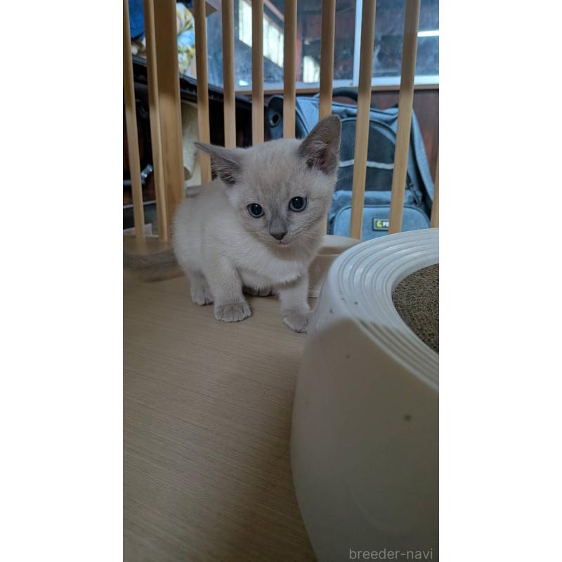 販売中の滋賀県のトンキニーズ-135762の2枚目