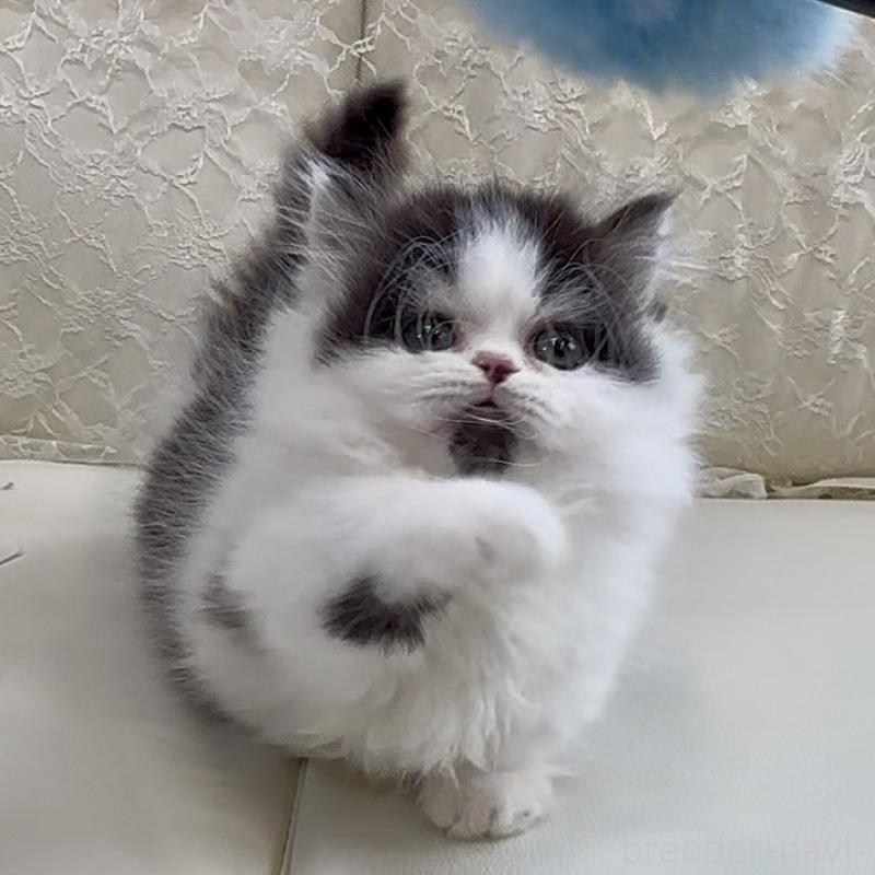 販売中の広島県のミヌエット(短足)-133910の7枚目