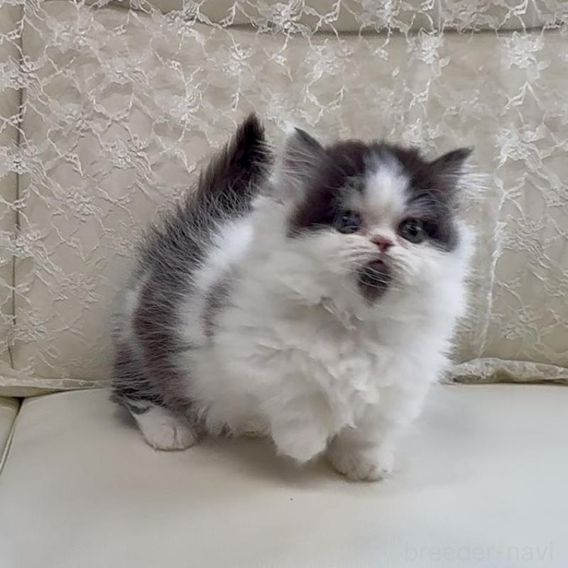 販売中の広島県のミヌエット(短足)-133910