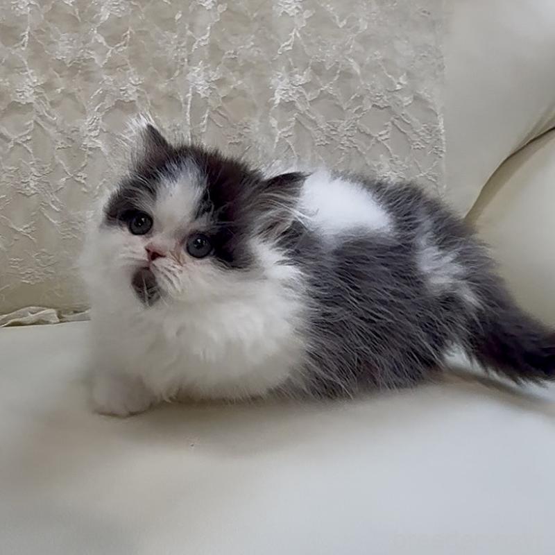 販売中の広島県のミヌエット(短足)-133910の6枚目