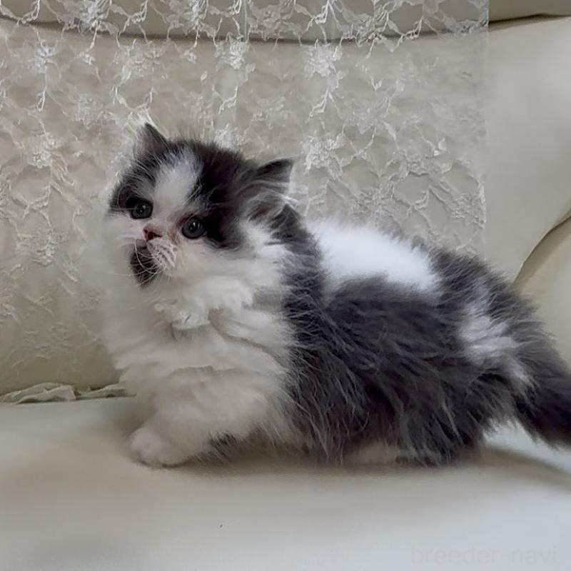 販売中の広島県のミヌエット(短足)-133910の5枚目