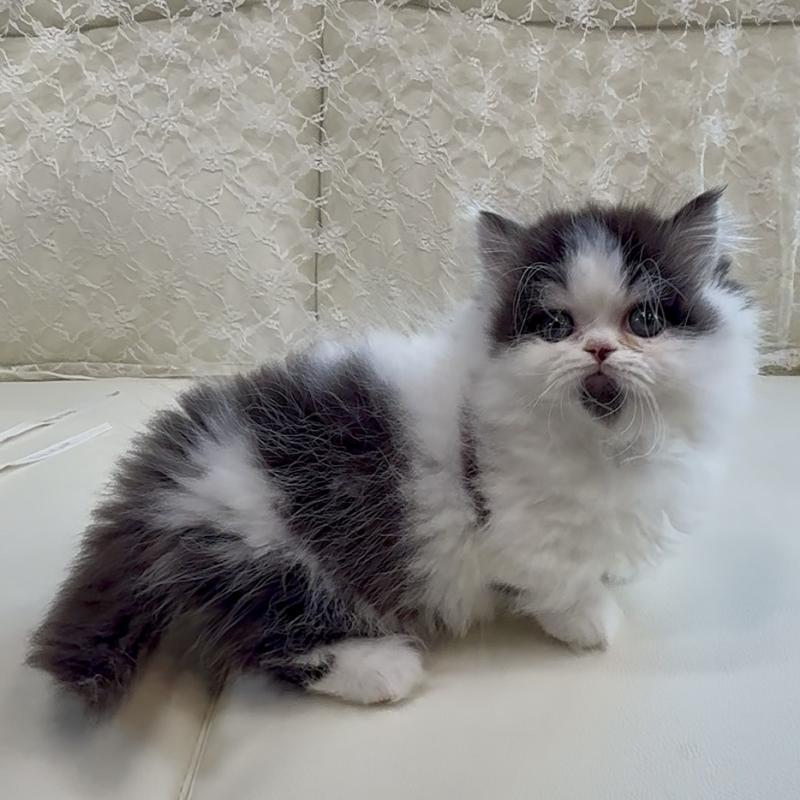 販売中の広島県のミヌエット(短足)-133910の4枚目