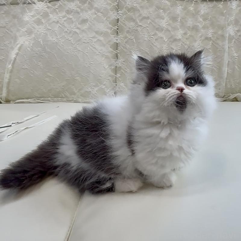 販売中の広島県のミヌエット(短足)-133910の3枚目