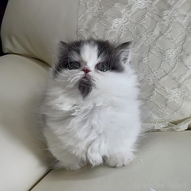 販売中の広島県のミヌエット(短足)-133910の2枚目