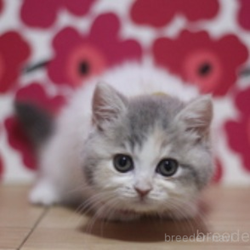 販売中の東京都のマンチカン-135764の3枚目