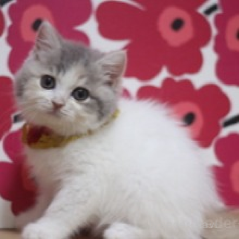 販売中の東京都のマンチカン-135764の2枚目