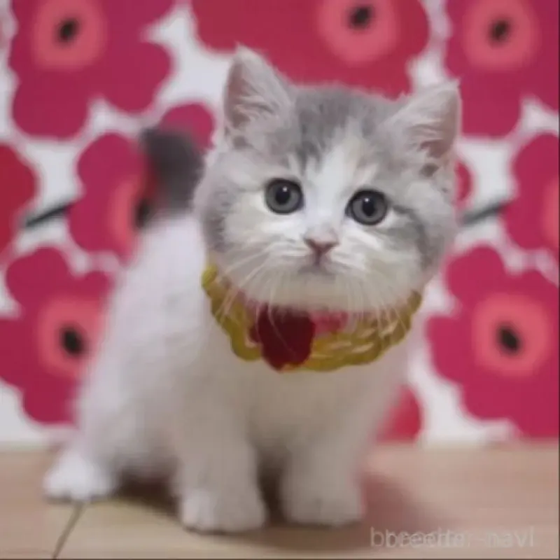 販売中の東京都のマンチカン-135764の1枚目