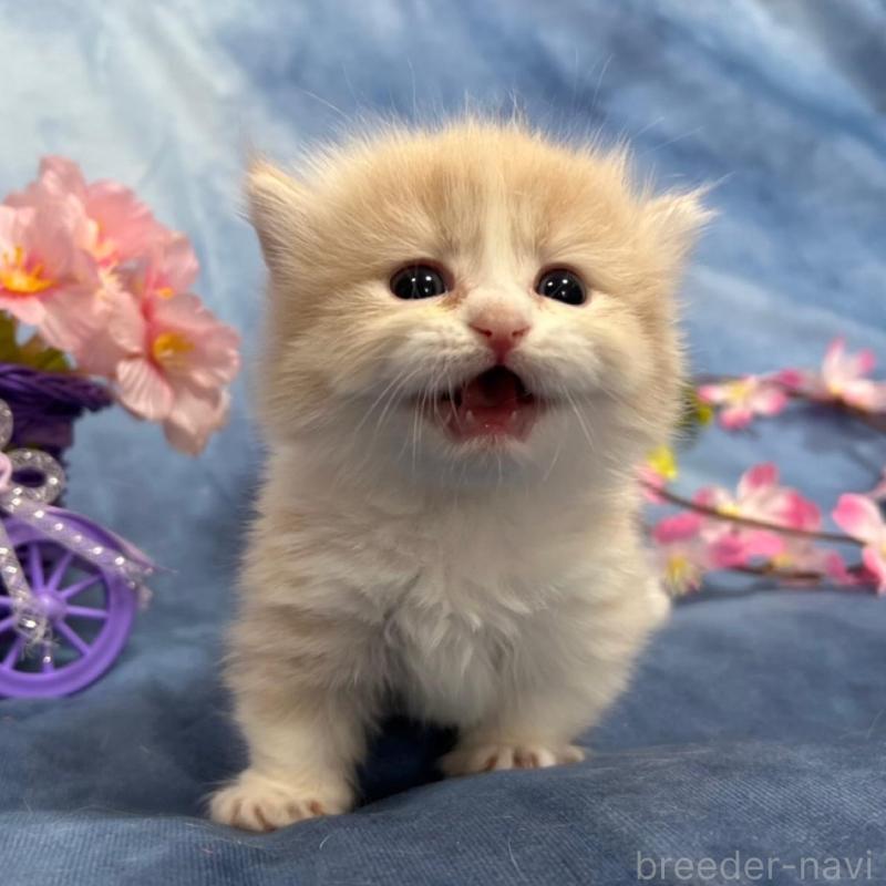 販売中の千葉県のミヌエット(短足)-135763の9枚目