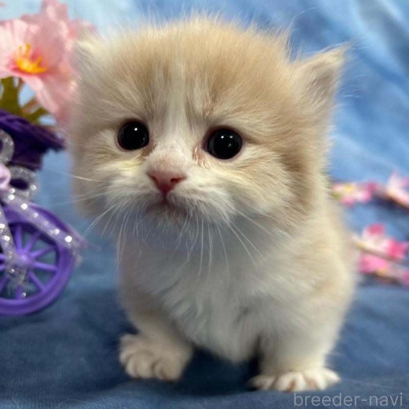 販売中の千葉県のミヌエット(短足)-135763の8枚目