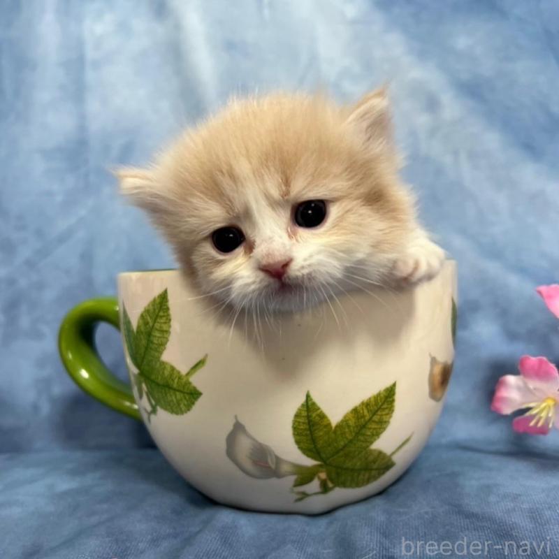 販売中の千葉県のミヌエット(短足)-135763の7枚目