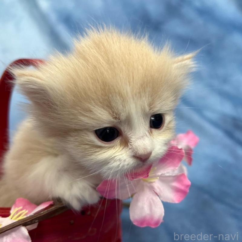 販売中の千葉県のミヌエット(短足)-135763の6枚目