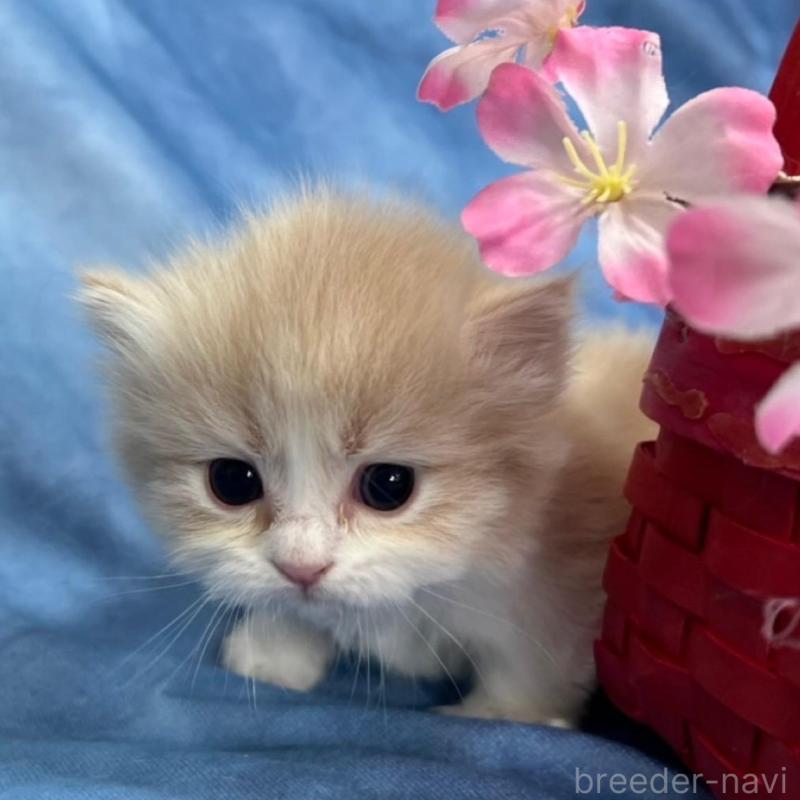 販売中の千葉県のミヌエット(短足)-135763の5枚目