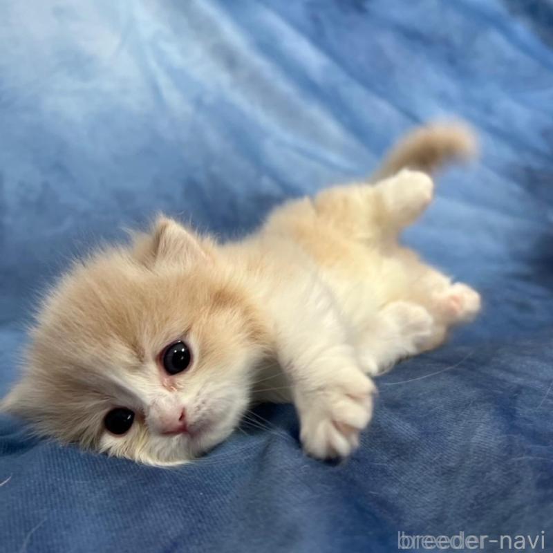 販売中の千葉県のミヌエット(短足)-135763の4枚目