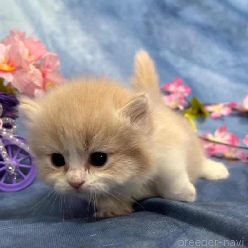 販売中の千葉県のミヌエット(短足)-135763の3枚目