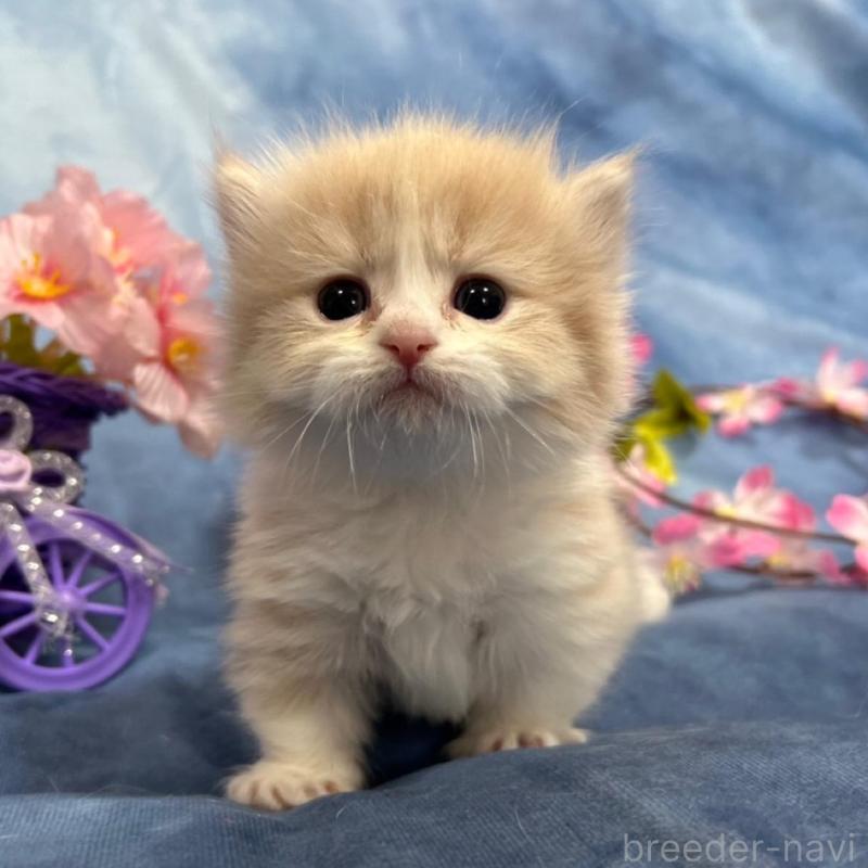 販売中の千葉県のミヌエット(短足)-135763の1枚目