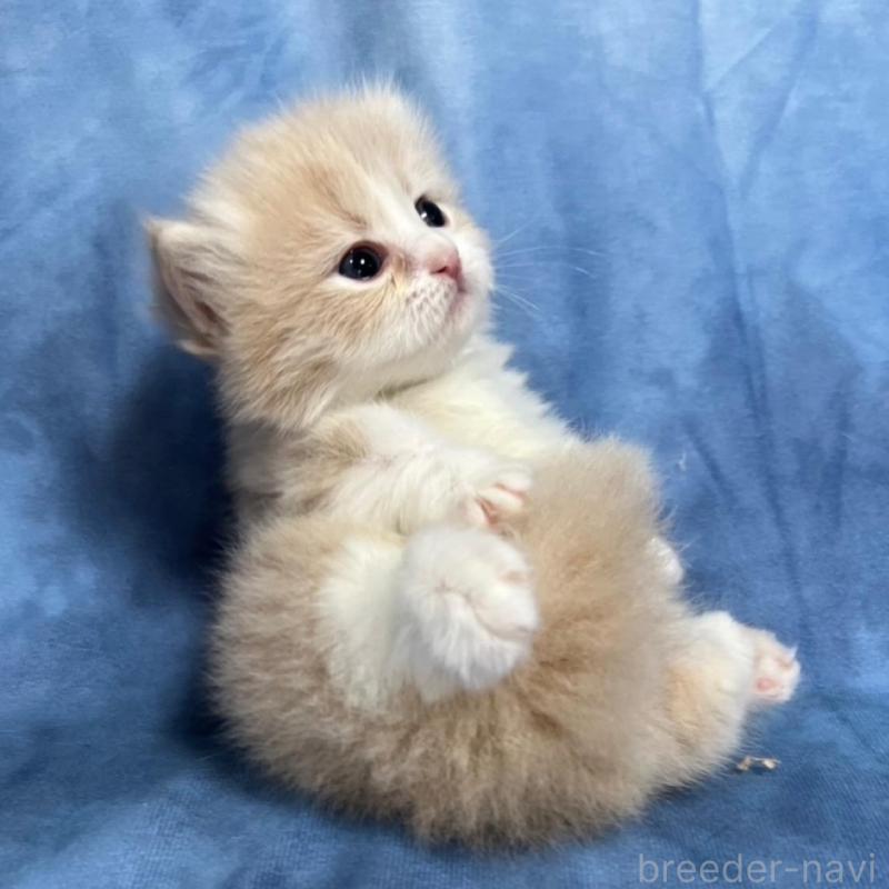 販売中の千葉県のミヌエット(短足)-135763の2枚目