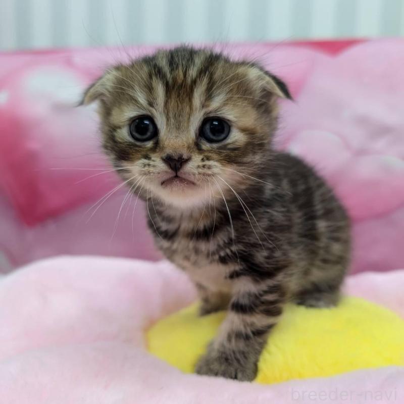 販売中の大阪府のスコティッシュフォールド(折れ耳)-135765の1枚目