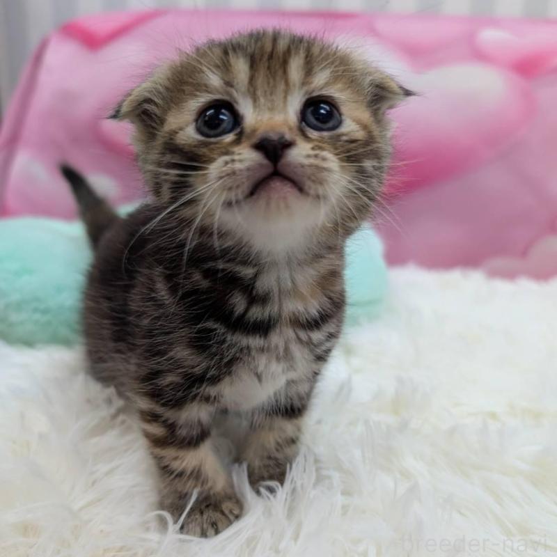 販売中の大阪府のスコティッシュフォールド(折れ耳)-135765の4枚目