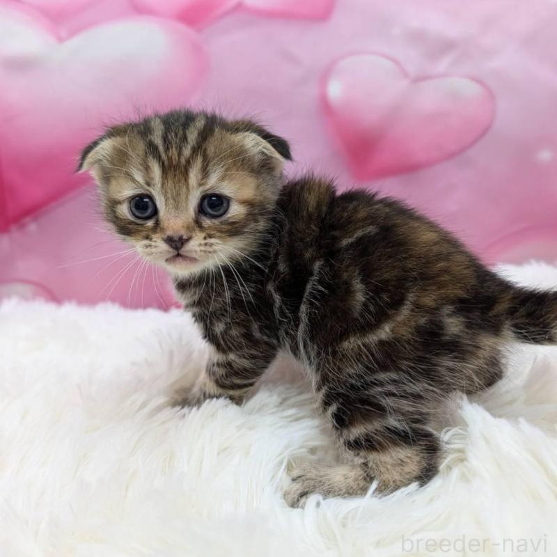 販売中の大阪府のスコティッシュフォールド(折れ耳)-135765の3枚目