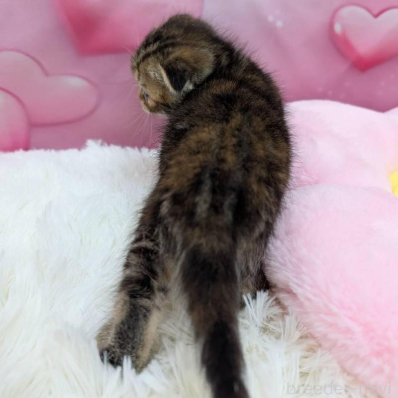 販売中の大阪府のスコティッシュフォールド(折れ耳)-135765の2枚目