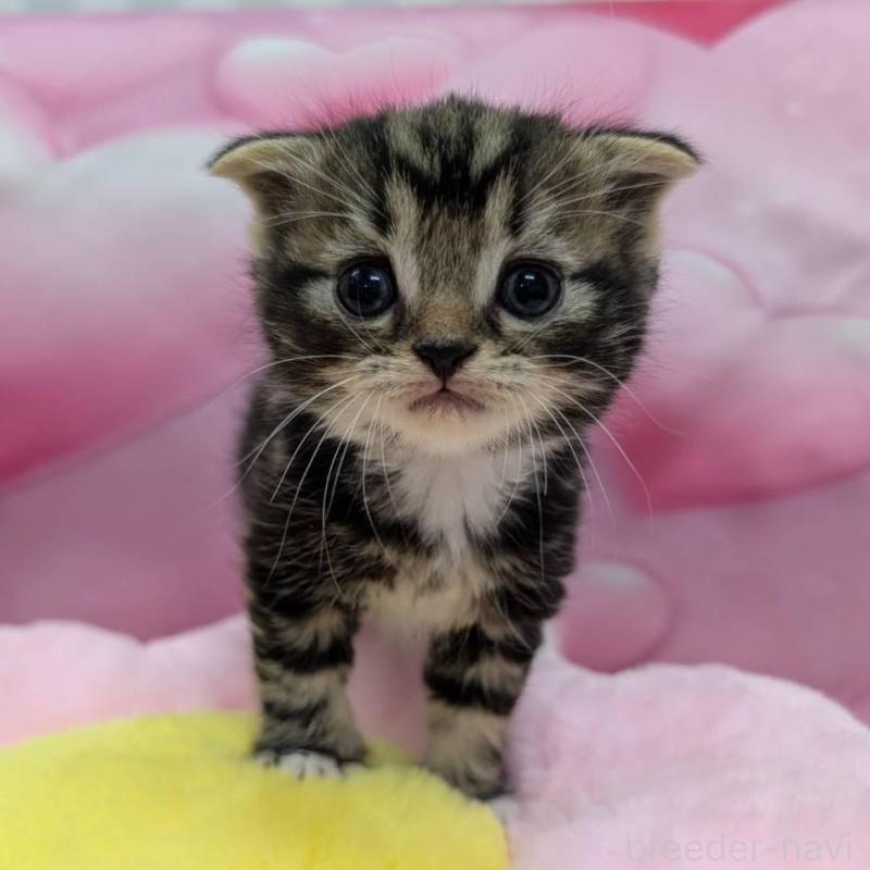 販売中の大阪府のスコティッシュフォールド-135766