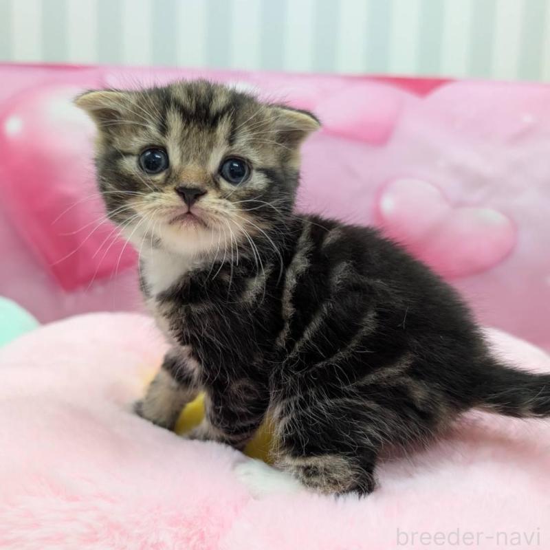 販売中の大阪府のスコティッシュフォールド-135766の5枚目