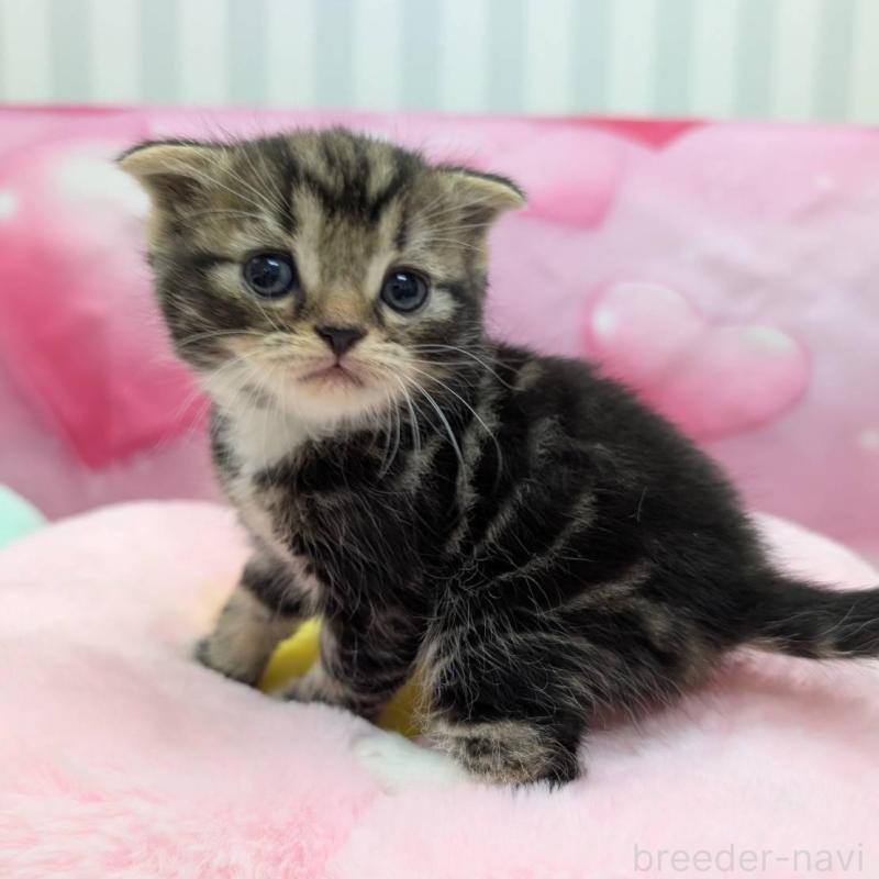 販売中の大阪府のスコティッシュフォールド-135766の4枚目