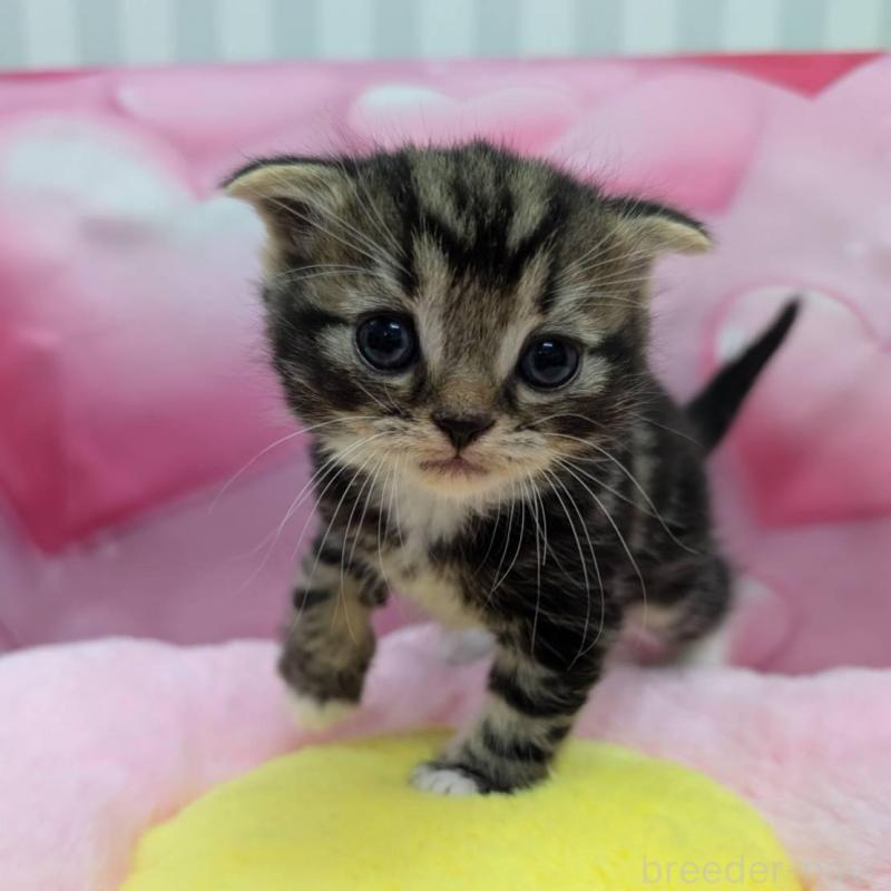 販売中の大阪府のスコティッシュフォールド-135766の3枚目