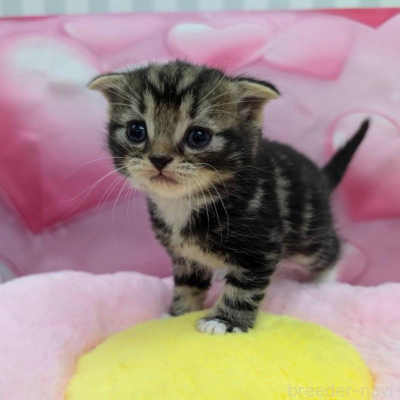 販売中の大阪府のスコティッシュフォールド-135766の2枚目