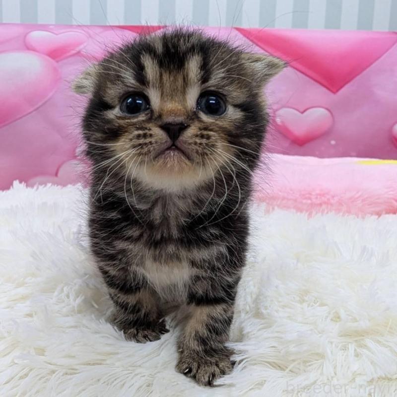 販売中の大阪府のスコティッシュフォールド(折れ耳)-135768の4枚目