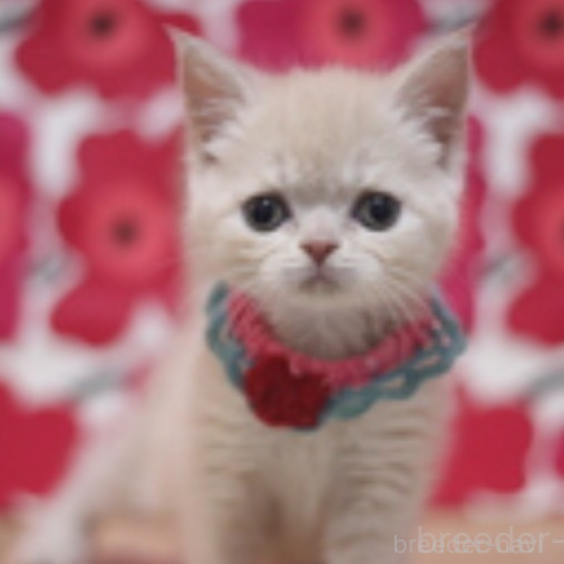 販売中の東京都のマンチカン-135767の4枚目