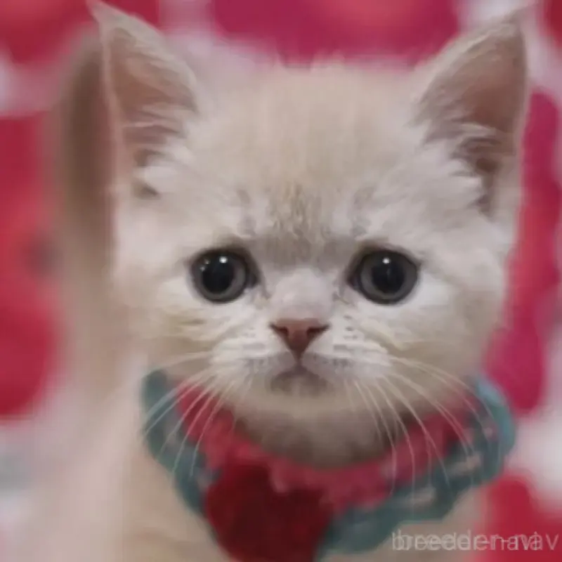 販売中の東京都のマンチカン-135767