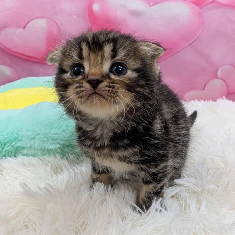 販売中の大阪府のスコティッシュフォールド(折れ耳)-135768の3枚目