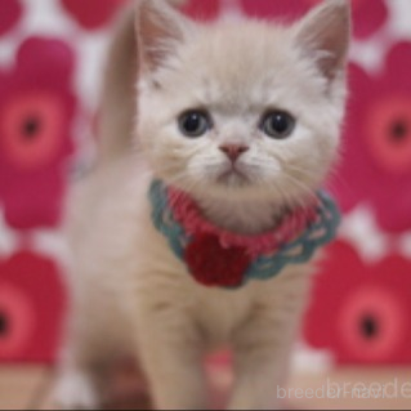 販売中の東京都のマンチカン-135767の3枚目