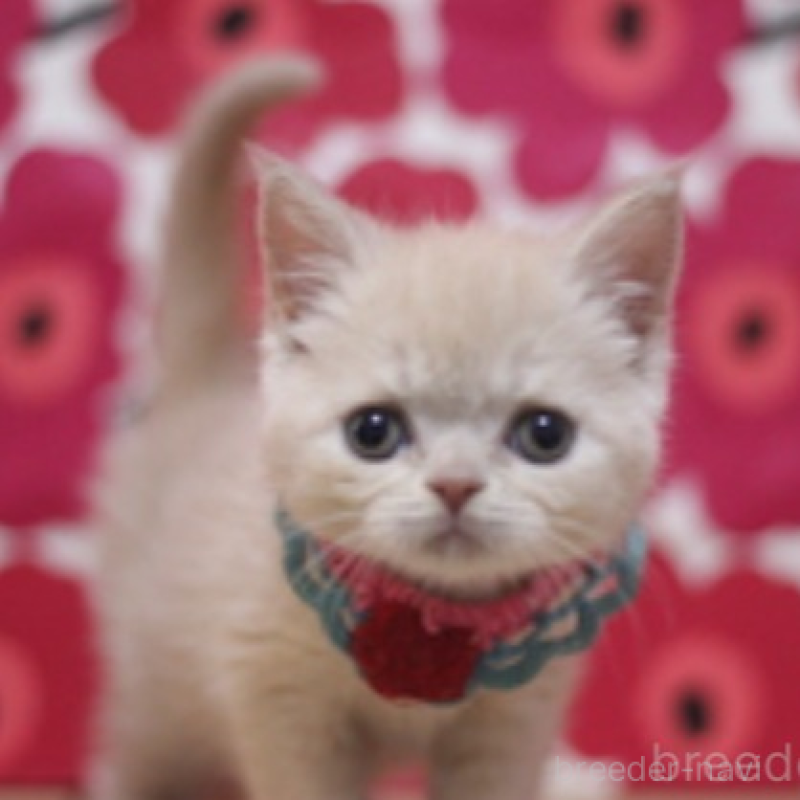 販売中の東京都のマンチカン-135767の2枚目