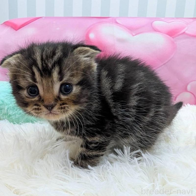 販売中の大阪府のスコティッシュフォールド(折れ耳)-135768の2枚目