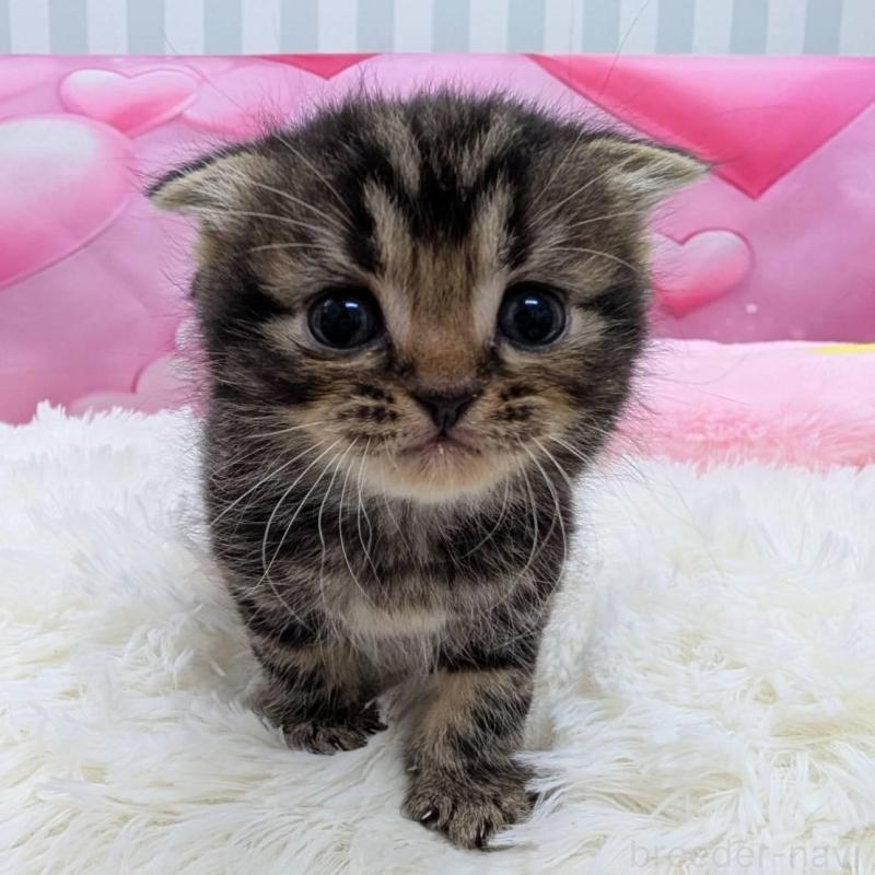 販売中の大阪府のスコティッシュフォールド(折れ耳)-135768