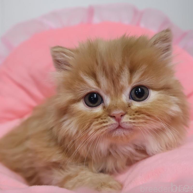 販売中の東京都のスコティッシュフォールド-135769の1枚目