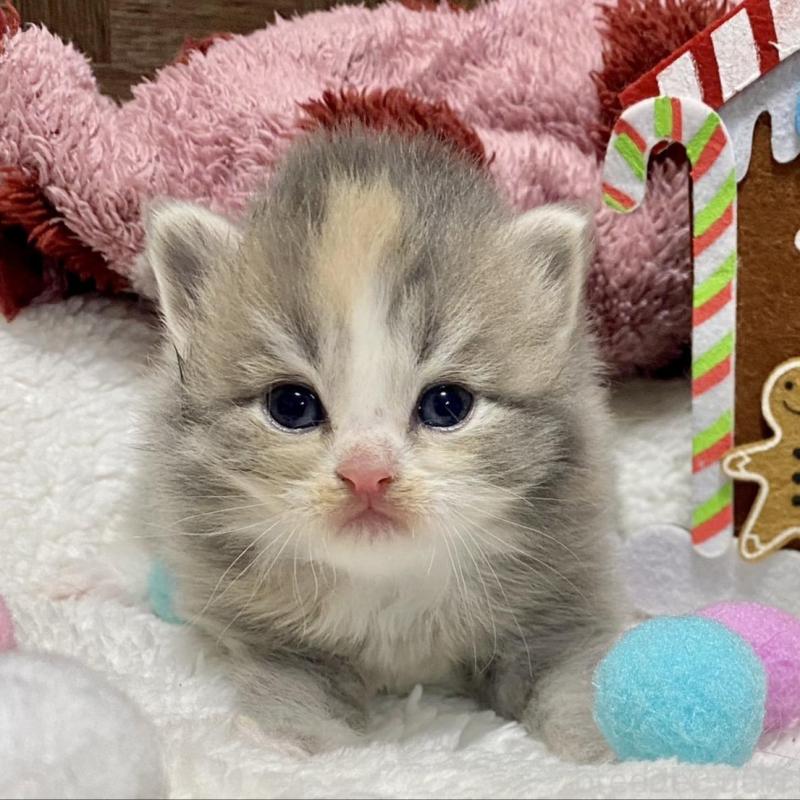 販売中の愛知県のサイベリアン-135771の6枚目