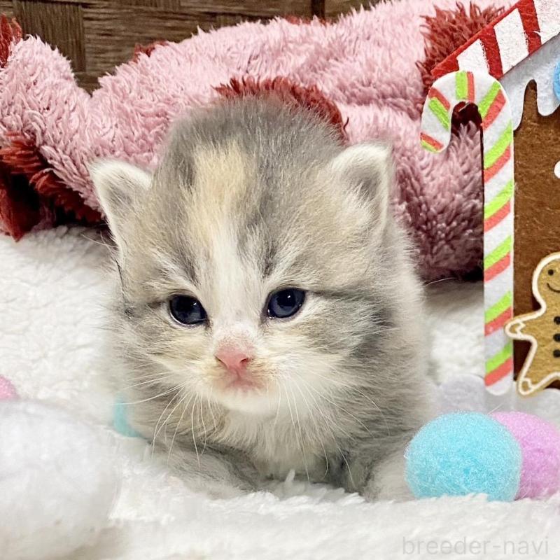 販売中の愛知県のサイベリアン-135771の5枚目