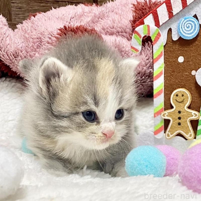 販売中の愛知県のサイベリアン-135771の4枚目