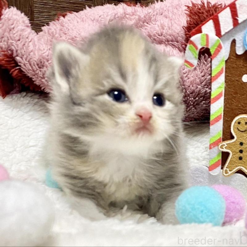 販売中の愛知県のサイベリアン-135771の3枚目