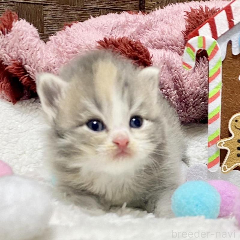 販売中の愛知県のサイベリアン-135771