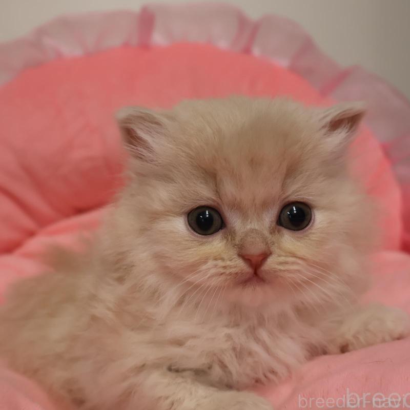 販売中の東京都のスコティッシュフォールド-135770の1枚目