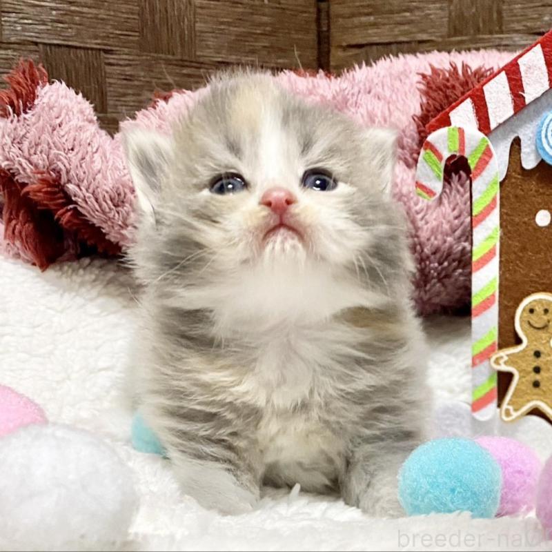 販売中の愛知県のサイベリアン-135771の2枚目