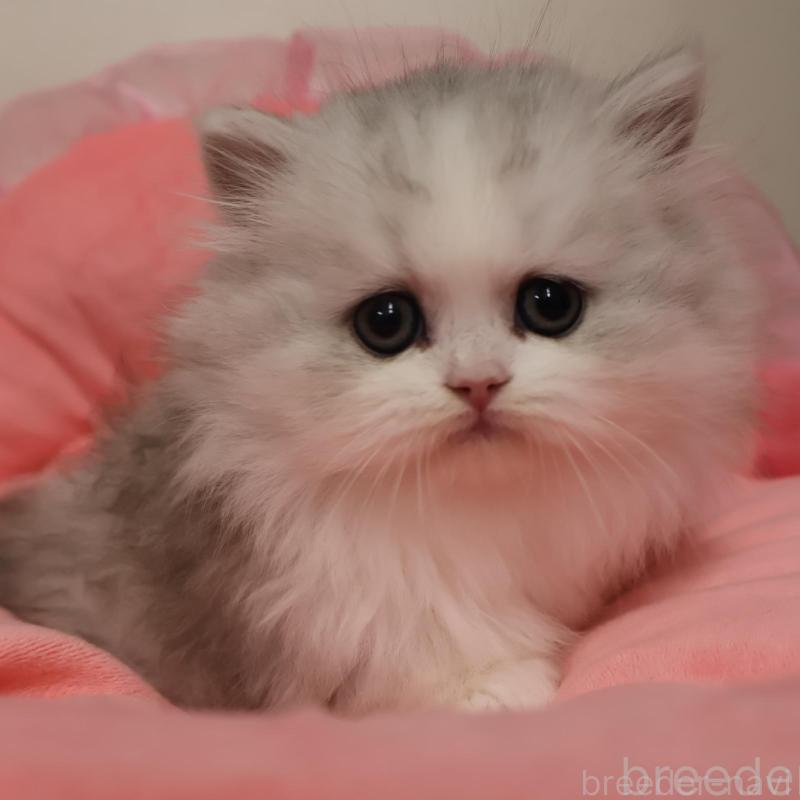 販売中の東京都のミヌエット(短足)-135773の1枚目