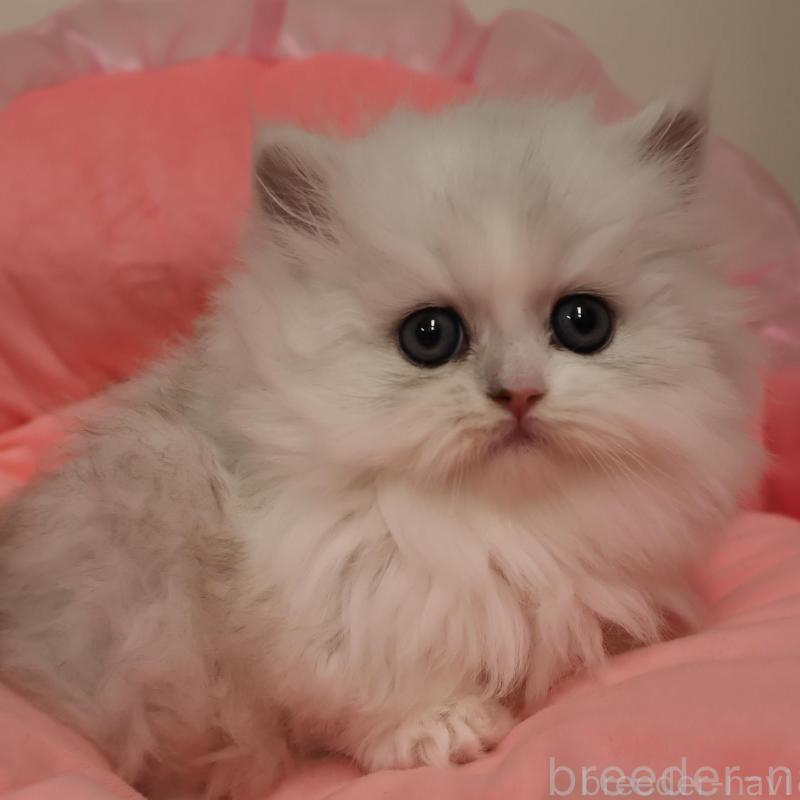 販売中の東京都のミヌエット(短足)-135774