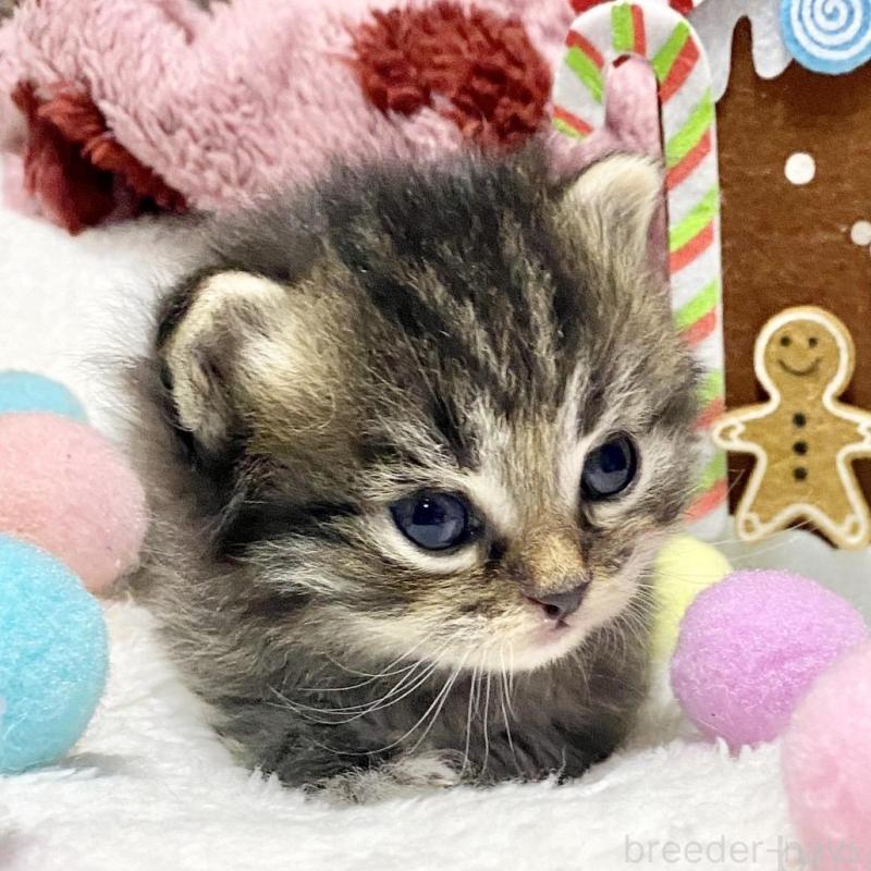 販売中の愛知県のサイベリアン-135775の4枚目