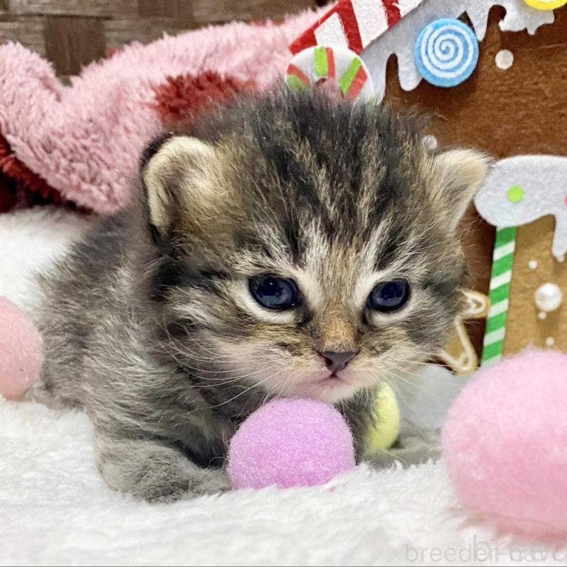 販売中の愛知県のサイベリアン-135775