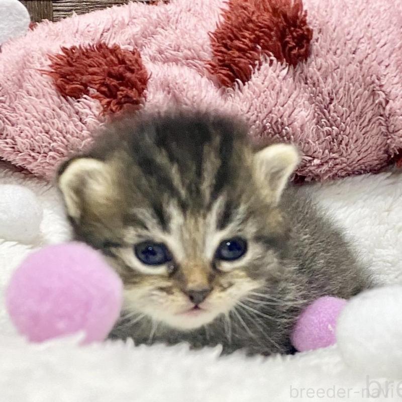 販売中の愛知県のサイベリアン-135775の2枚目